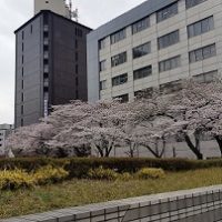 平成最後の春　築地の桜