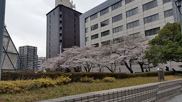 平成最後の春　築地の桜